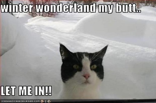 cat no winter wonderland.jpg